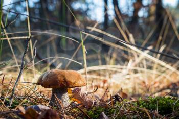 Orange-cap mushroom in sunny forest. Autumn mushroom grow. Natural raw food growing in wood. Edible cep, vegetarian natural organic meal