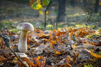 Nice white mushroom in oak wood. Autumn mushrooms grow in forest. Natural raw food growing. Edible cep, vegetarian natural organic meal
