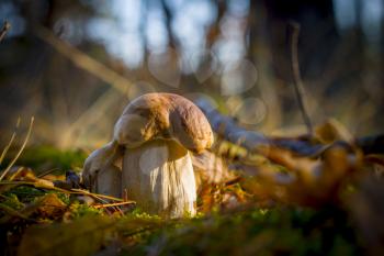 Pair of beautiful porcini mushrooms. Autumn mushroom grow in forest. Natural raw food growing. Edible cep, vegetarian natural organic meal