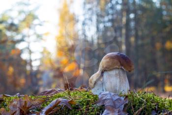 Pair of porcini mushrooms in morning wood. Autumn mushrooms grow in forest. Natural raw food growing. Edible cep, vegetarian natural organic meal