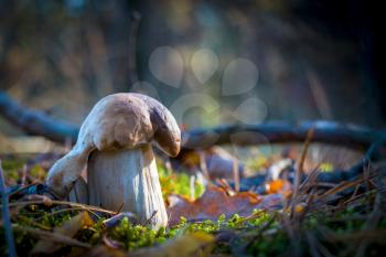 Pair of porcini mushrooms in sunny wood. Autumn mushrooms grow in forest. Natural raw food growing. Edible cep, vegetarian natural organic meal