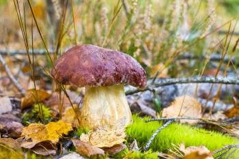 Pine boletus edulis mushroom in moss. Autumn mushrooms grow in forest. Natural raw food growing. Edible cep, vegetarian natural organic meal