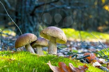 Three mushrooms grows in nature. Autumn mushroom grow in forest. Natural raw food growing. Edible cep, vegetarian natural organic meal