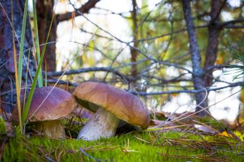 Nice two mushrooms in moss. Autumn mushroom grow in wood. Natural raw food growing. Edible cep, vegetarian natural organic meal