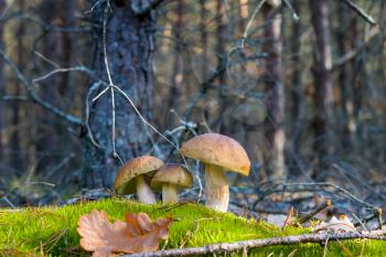 Three porcini mushrooms grows in nature. Autumn mushroom grow in forest. Natural raw food growing. Edible cep, vegetarian natural organic meal