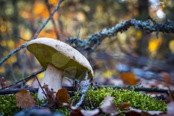 White mushroom grows in nature. Autumn mushrooms grow in forest. Natural raw food growing. Edible cep, vegetarian natural organic meal