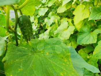 Cucumber plants grow in the garden. Vegetarian nature food. Agricultural farm vegetables