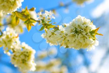 Spring blossom branch in blue sky. Blooming beautiful white flowers on tree branches