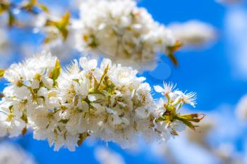 Spring blossom branch in sunny rays. Blooming beautiful white flowers on tree branches