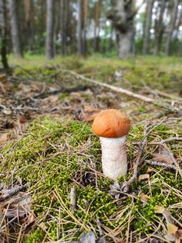Young small boletus grow in forest. Redhead mushroom Leccinum growing in the wood. Vegetarian fresh food. Healthy diet ingredient