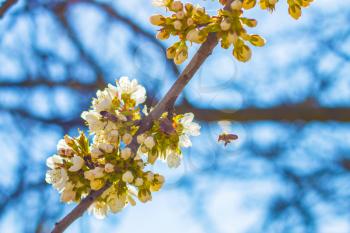 Flying bee pollinates spring blossom and blue sky background. Blooming beautiful white flowers