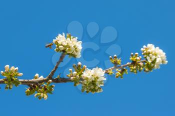 Bee flying and pollinates spring blossom and blue sky background. Blooming beautiful white flowers