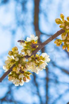 Bee pollinates cherry blossom and blue sky in branches. Blooming beautiful white flowers