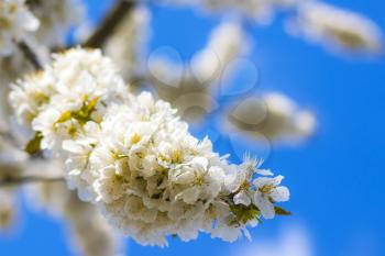 Spring blossom branches in sunny rays. Blooming beautiful white flowers on tree branch