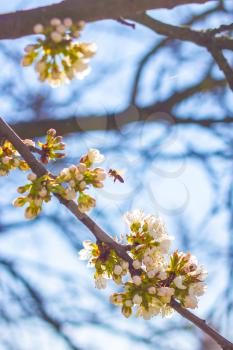 Bee pollinates spring cherry blossom and blue sky background. Blooming beautiful white flowers