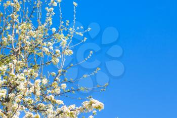 Spring blossom tree branches in blue sky. Blooming beautiful white flowers on tree branch