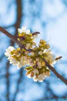 Bees pollinates spring blossom and blue sky background. Blooming beautiful white flowers