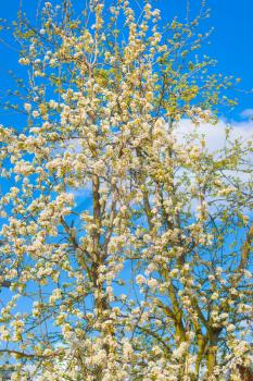 Spring blossom tree in blue sky. Blooming beautiful white flowers on tree branches