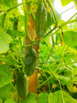 Three cucumber plants growing in the garden. Vegetarian nature food. Agricultural farm vegetables