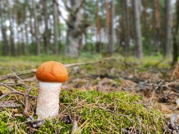 Redhead Leccinum mushroom growing in the forest. Young small boletus grow in wood. Vegetarian fresh food. Healthy diet ingredient