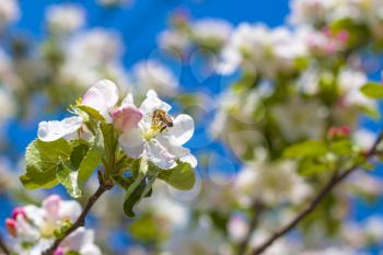 Bee pollinates apple tree. Blooming beautiful white flowers