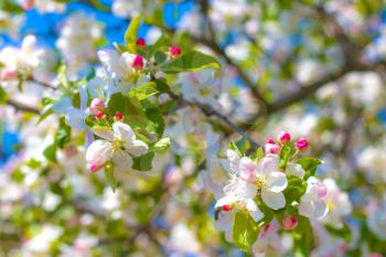 Apple blossom on spring tree branches. Blooming beautiful white flowers