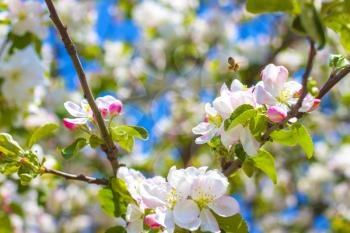 Bee pollinates apple blossom and tree branches. Blooming beautiful white flowers