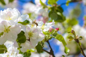 Bee pollinates apple blossom on tree branches. Blooming beautiful white flowers