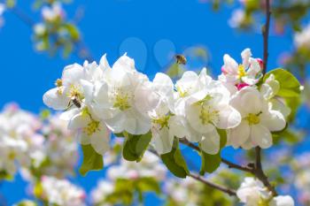 Bees pollinates apple blossom and tree branches. Blooming beautiful white flowers
