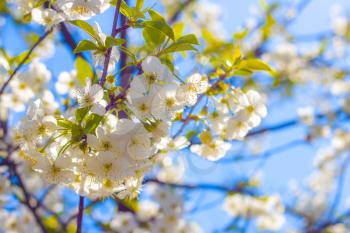 Cherry blossom branches in spring sun rays. Blooming beautiful white flowers