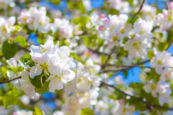 Spring apple blossom on branches. Blooming beautiful white flowers