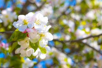 Spring blossom on apple tree branch Blooming beautiful white flowers