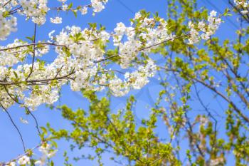 Spring cherry blossom branches. Blooming beautiful white flowers