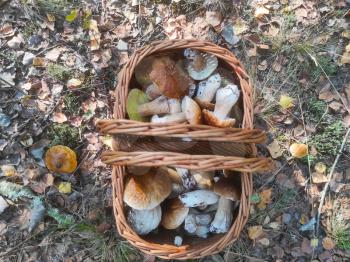 Basket with porcini mushrooms in forest. Beautiful autumn season porcini. Edible mushrooms raw food. Vegetarian natural meal