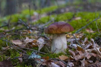 Cep grow in forest moss and foliage. Beautiful autumn season porcini. Edible mushrooms raw food. Vegetarian natural meal