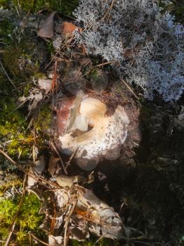 Edible mushroom grows fell asleep in forest. Beautiful autumn season porcini