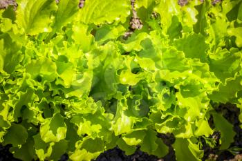 Lettuce grows in the garden. Organic green food background. Natural vegetable meal plant