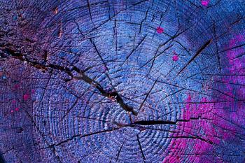 Multicolor stump in section background. Wood blue and pink texture backdrop
