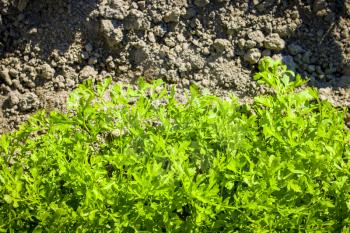 Parsley grows in garden. Organic green food background. Natural vegetable meal plant