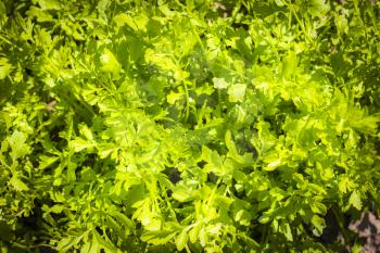Parsley in sun grows in garden. Organic green food background. Natural vegetable meal plant
