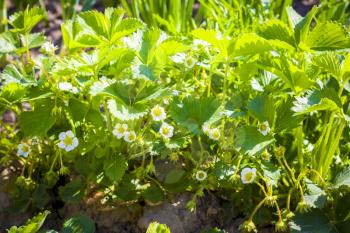 Strawberries grows in sun rays. Organic green food background. Natural meal plant
