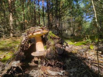 Edible and inedible mushrooms grows. Beautiful autumn season porcini