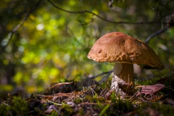 Big cep mushroom grow in forest moss. Beautiful autumn season porcini. Edible mushrooms raw food. Vegetarian natural meal