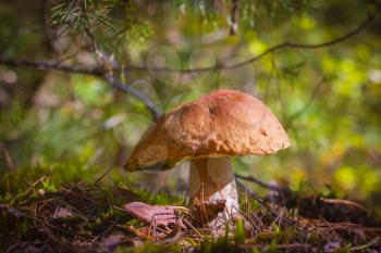 Big porcini mushroom grow in forest. Beautiful autumn season nature. Edible mushrooms raw food. Vegetarian natural meal