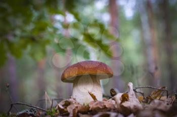Cep mushroom grow in wood foliage. Beautiful autumn season porcini. Edible mushrooms raw food. Vegetarian natural meal