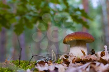 Cep mushroom in forest foliage. Beautiful autumn season porcini. Edible mushrooms raw food. Vegetarian natural meal