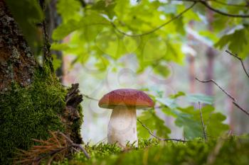 Cep mushroom in moss and oak leaves. Beautiful autumn season porcini. Edible mushrooms raw food. Vegetarian natural meal