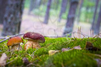 Cep mushrooms grows in wood moss. Beautiful autumn season porcini. Edible mushrooms raw food. Vegetarian natural meal