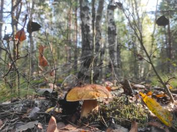 Large cep mushroom grow forest foliage. Beautiful autumn season porcini. Edible mushrooms raw food. Vegetarian natural meal