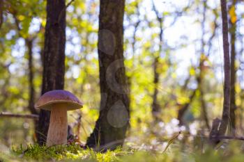 Porcini mushroom grow in sunny wood. Beautiful autumn season nature. Edible mushrooms raw food. Vegetarian natural meal
